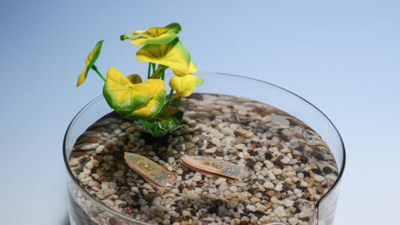 The edible robot is an alternative to electronic environmental monitoring device