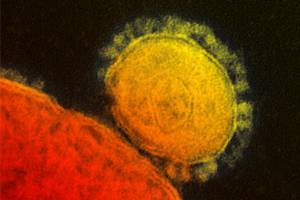 Erk�ltungsviren haben ihren Ursprung in Kamelen - genau wie MERS