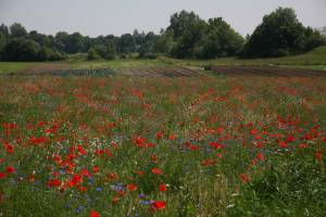 EU-Agrarreform wird Artenvielfalt nicht ausreichend schu tzen
