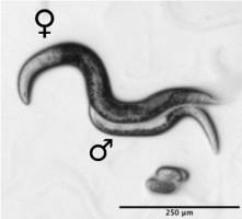 Female roundworms produce clones of themselves