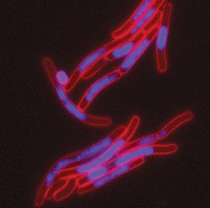 FIC toxins modify the spatial structure of the DNA (blue) of bacteria (red: cell