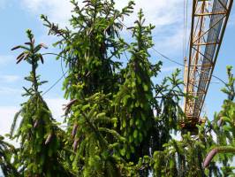 Forest Discovery: Trees Trade Carbon Among Each Other