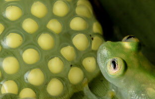 Les p�res grenouilles de verre attentionn�s ont des testicules plus petits