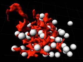Genetische Regulation der Thymusfunktion identifiziert
