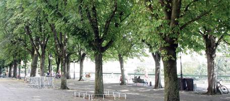 Gen�ve manque d'arbres, mais o� les planter?