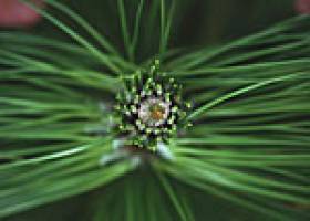 Gr�nes Licht f�r trinationales Institut f�r Pflanzenforschung