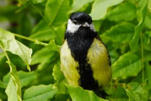 Gute S�nger tragen grosse Krawatten