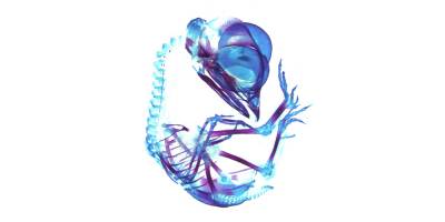 Hühnereier statt Mäuseembryos: Basler Projekt zum Tierversuchs-Ersatz erhält Unterstützung