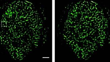 Imaging nuclear and mitochondrial DNA