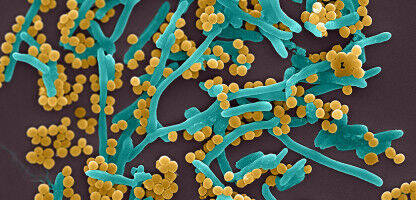 Innovative materials to combat bacteria