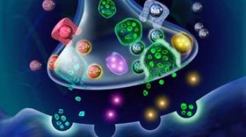 Innovative method to measure action potentials between cells.