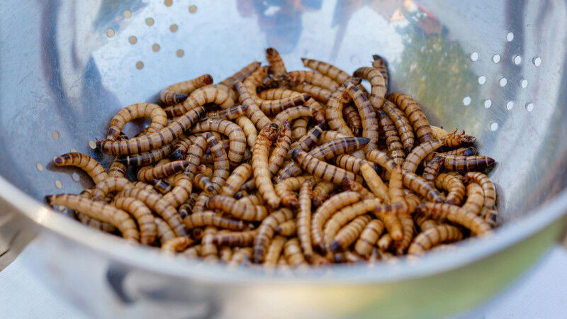 Agronomy & Food Science - Environment - Even if products made from mealworms were sustainable - the fact alone does not convince people to eat them. (Photo: Julia Filirovska, Pexels) Agronomy & Food Science - Environment