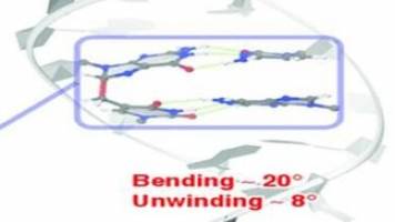 Insights into Intrastrand Cross-Link Lesions of DNA