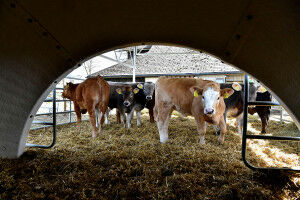 K�lbermast: Es geht mit weniger Antibiotika