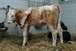 Kalb mit sechs Beinen erfolgreich operiert