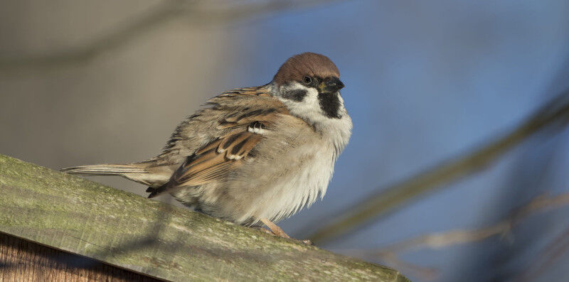 Umwelt - © Marcel Burkhardt Umwelt