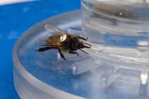 Koffeinierter Nektar ist unwiderstehlich f�r Honigbienen
