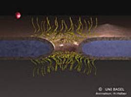 K�nstliches Nano-NPC-Modell imitiert selektives Transportsystem von Zellen