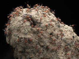 L'environnement façonne l'organisation des sociétés de fourmis