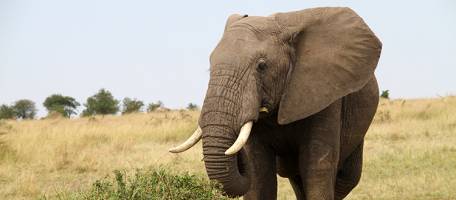 La trompe de l'�l�phant inspirera un robot r�volutionnaire