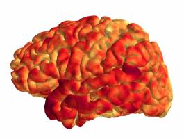 Link Discovered between Immune System, Brain Structure and Memory