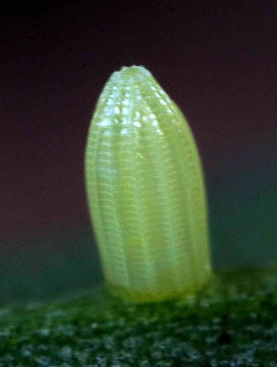 An egg laid by the small cabbage white: The young females lay their eggs specifi