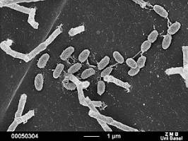 Mikrobielle Begleiter von Mensch und Tier sind hoch spezialisiert