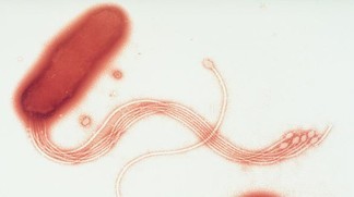 � par Sanofi Pasteur