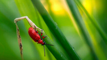 Monitoring invasive species: a USI project funded by COST