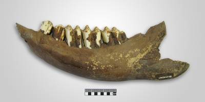 Neolithic Farmers Practiced Specialized Methods of Cattle Farming