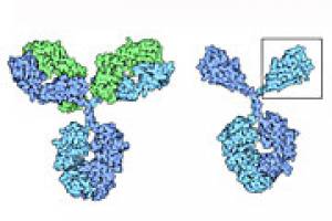 Neue Forschungsans�tze durch Nanobodies