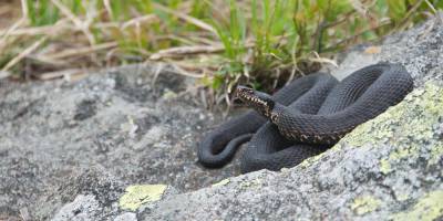 Neuentdeckte europ�ische Schlange steht vor dem Aussterben