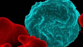 New potential anti-malarial drug targets.