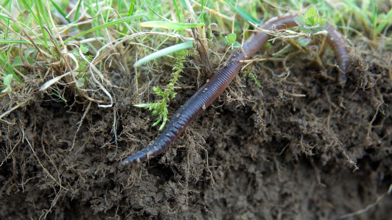 � Gabriela Br�ndle, Agroscope