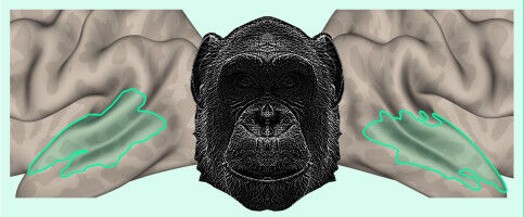 Our brains recognise the voices of our primate cousins