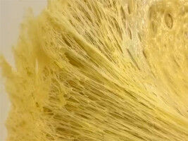 Panettone: artigianalità e un po di scienza - UNIBAS Panettone: artigianalità e un po di scienza