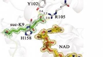 Protein lysine desuccinylase and demalonylase activity of Sirt5.