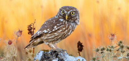 Environnement - Agronomie & Science alimentaire