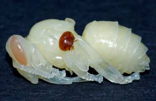 Schwache Bienen machen starke V�lker