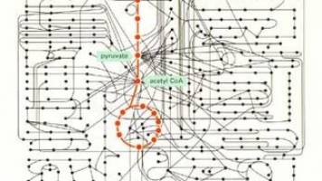 Sirtuin 1 at the pinnacle of metabolic control