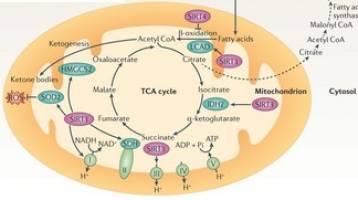 Sirtuins as regulators of metabolism and healthspan
