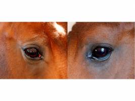 Sorgenfalten bei Pferden objektiv erfassen