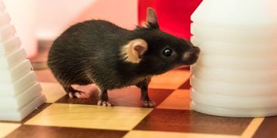 Sportliche Aktivit�t verbessert Langzeitged�chtnis