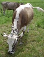 Springende Gene bei Rindern entdeckt