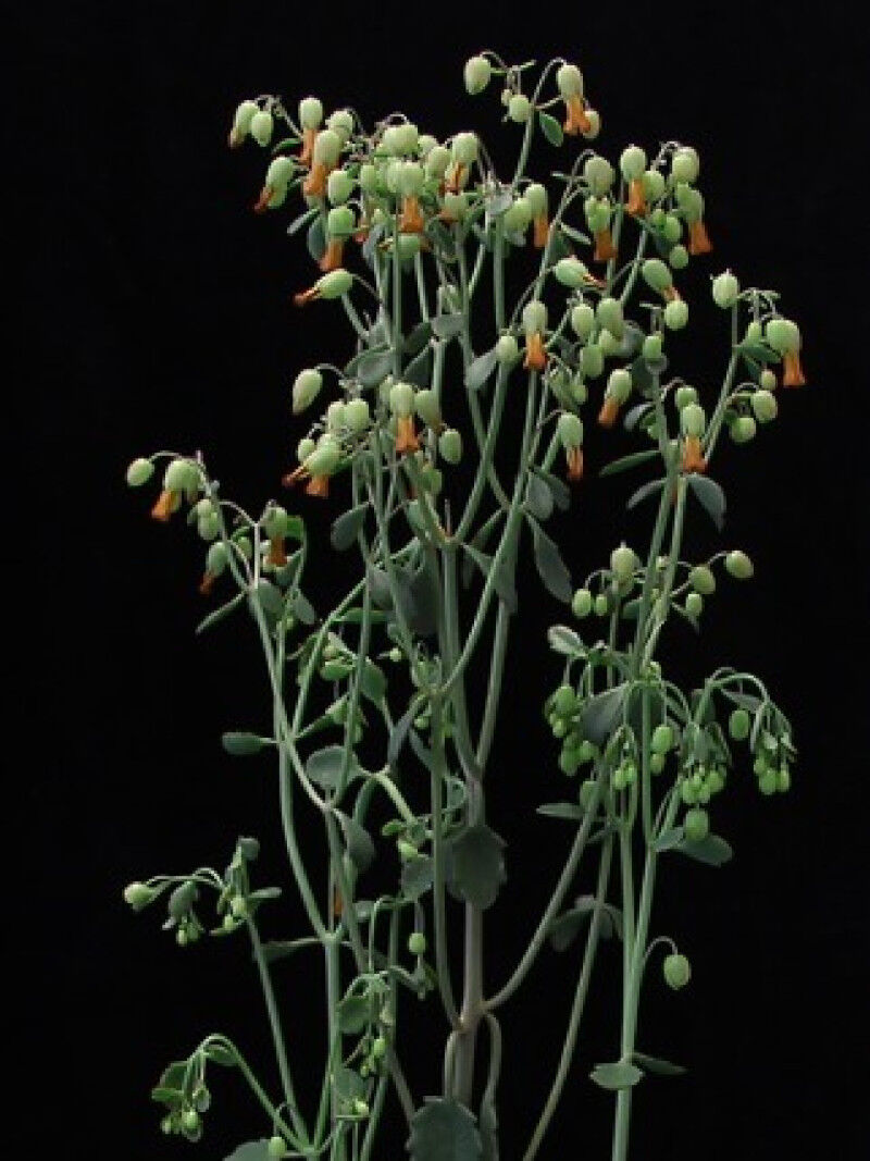 The newly established succulent model plant Kalanchoë laxiflora in full bloom. T