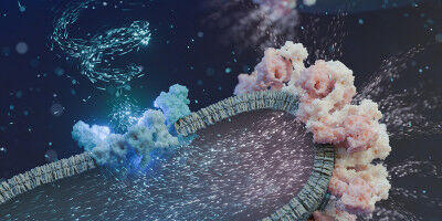 The cell's powerhouses: Molecular machines enable efficient energy production