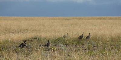 The Impact of Climate Change on Drylands