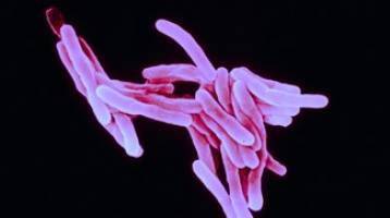 Tuberculosis: Nature has a double-duty antibiotic up her sleeve