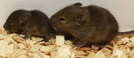 Un g�ne architecte pour assimiler le lait maternel