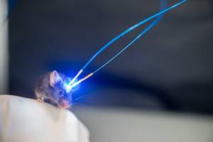 Un interrupteur pour �clairer les neurones